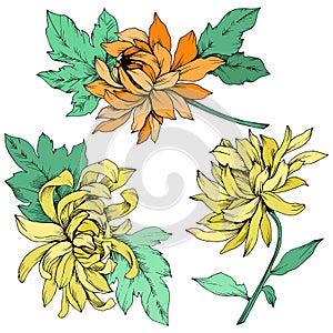 Vector Yellow and orange Chrysanthemum floral botanical flowers. Engraved ink art. Isolated flower illustration element.