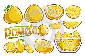 Vector Yellow Pomelo Set