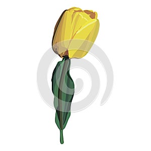 Vector yellow tulip flower