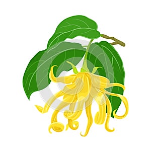 Vector Ylang Ylang. Blooming yellow flower with green leaves
