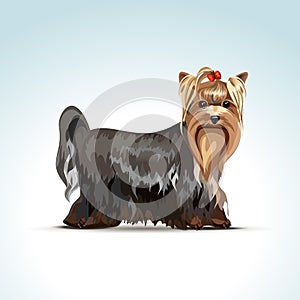 Vector Yorkshire Terrier Dog