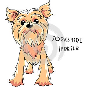 Vector Yorkshire terrier dog photo