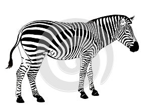 Vector Zebra