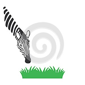 Vector of zebra eat grass isolated on white background, illustration vector