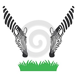 Vector of zebra eat grass isolated on white background, illustration vector