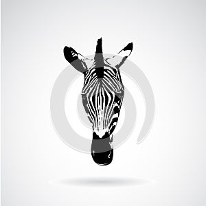 Vector of an zebra face on white background.