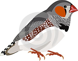 Vector Zebra Finch Taeniopygia guttata