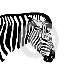 Vector of an Zebra head on a white background.