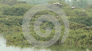 Vedanthangal Bird Sanctuary is home to green puzzles with white cranes