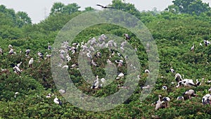 Vedanthangal Bird Sanctuary is home to green puzzles with white cranes