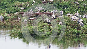 Vedanthangal Bird Sanctuary is home to green puzzles with white cranes