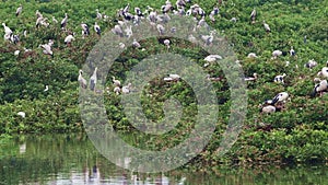 Vedanthangal Bird Sanctuary is home to green puzzles with white cranes