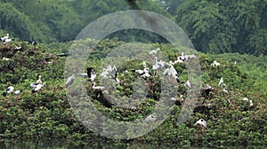 Vedanthangal Bird Sanctuary is home to green puzzles with white cranes