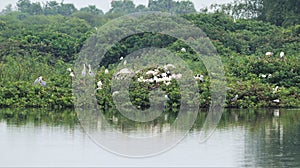 Vedanthangal Bird Sanctuary is home to green puzzles with white cranes