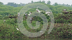 Vedanthangal Bird Sanctuary is home to green puzzles with white cranes and pelicans