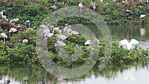 Vedanthangal Bird Sanctuary is home to green puzzles with white cranes and pelicans,