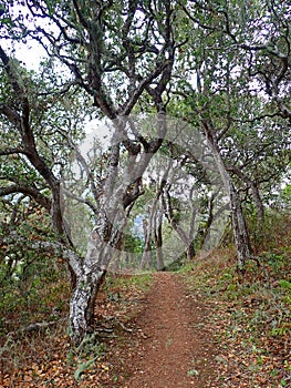 Veeder Trail in Garland Ranch Regional Park