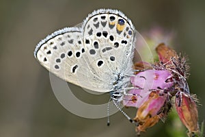 Veenbesblauwtje, Cranberry Blue, Plebejus optilete