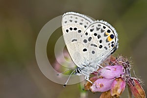 Veenbesblauwtje, Cranberry Blue, Plebejus optilete