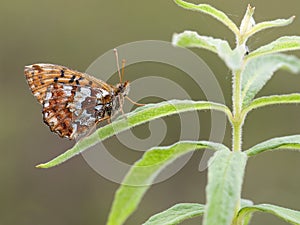 Veenbesparelmoervlinder, Cranberry Fritillary