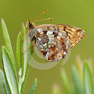 Veenbesparelmoervlinder, Cranberry Fritillary