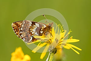 Veenbesparelmoervlinder, Cranberry Fritillary