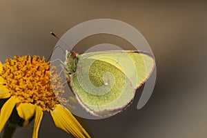 Veengeeltje, Moorland Clouded Yellow, Colias palaeno