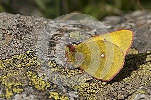 Veengeeltje, Moorland Clouded Yellow, Colias palaeno