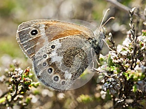 Veenhooibeestje, Large Heath, Coenonympha tullia