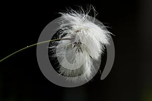 Veenpluis, Common Cottongrass, Eriophorum angustifolium