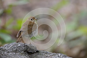 Veery (Catharus fuscescens fulginosa)