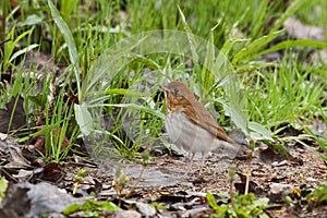 Veery, Catharus fuscescens, relaxing on the ground