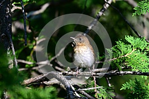 Veery Thrush sits perched on a branch