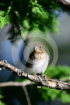 Veery Thrush sits perched on a branch