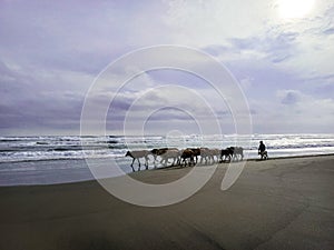 A veey beautiful view of the beach with a cowherd hearding the cows on the beach