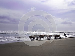 A veey beautiful view of the beach with a cowherd hearding the cows on the beach