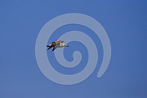 Vega Gull flying on the blue sky. Wild seabird in natural environment
