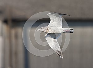 Vega Meeuw, Vega Gull, Larus vegae