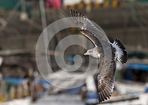 Vega Meeuw, Vega Gull, Larus vegae