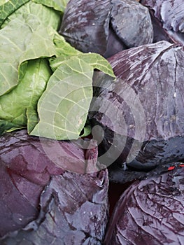 Vegan Diet / Green and Purple Cabbage