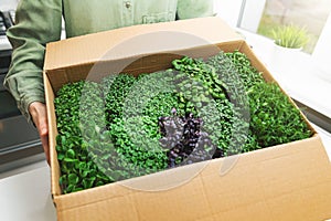 woman holding cardboard box full of microgreens photo