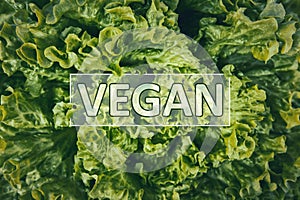 Vegan text on a bunch of fresh, green batavia lettuce salad leaves. Bio food, healthy diet symbol. Organic vegetarian nutrition,