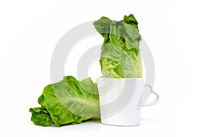 Vegetable Baby Cos lettuce put in beautiful cup isolate on white background