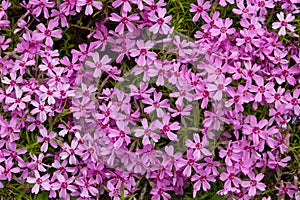 vegetable background from Phlox subulata Marjorie