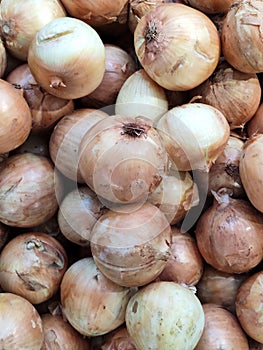 top view of a layer of yellow organic unbruised onion at uptown farm in summer, advertising backgrounds