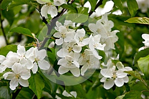 vegetable background of white flowers of a young apple tree