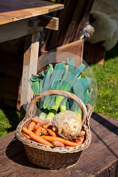 Vegetable basket photo