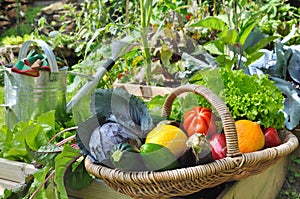 Vegetable basket in garden