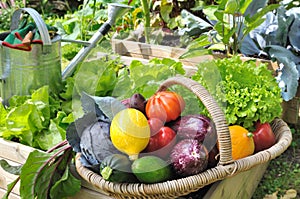 Vegetable basket in garden