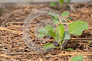 Vegetable bed from backyard home garden